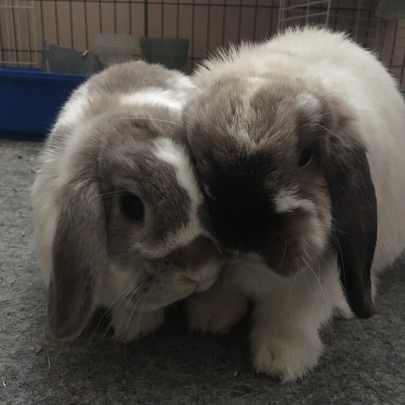 Meet your Posher, Ashlyn - Picture 3 of 3